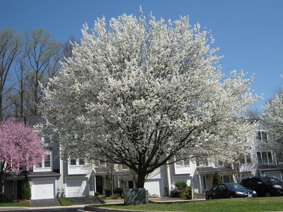 Pyrus calleryana, Callery Pear - Pb40