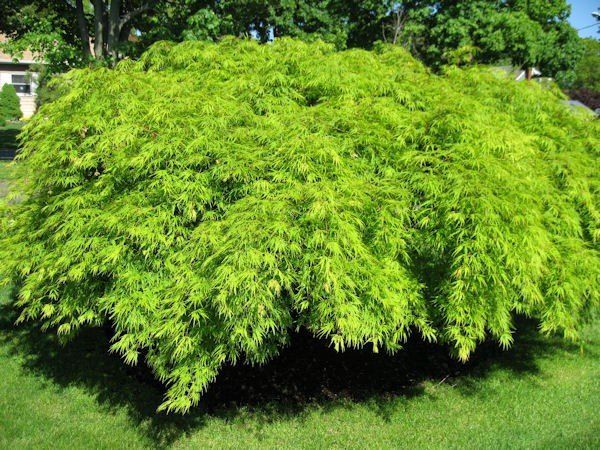 Acer Shishigashira - Pb28