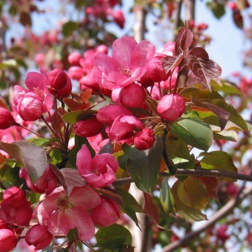 Malus Red Top - Pb12