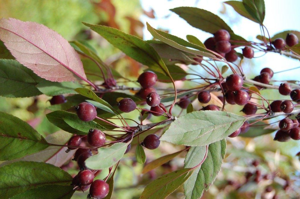 Malus Kaitoke, Crabapple - Pb18