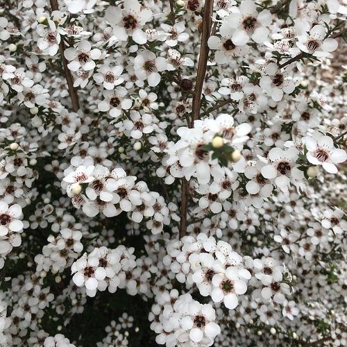 Leptospermum Karekare, Manuka - 2Ltr