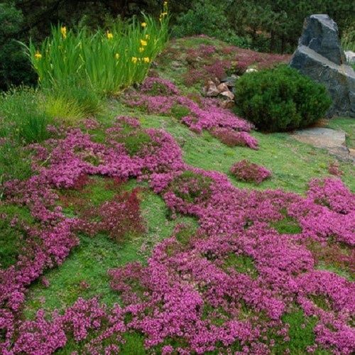 Heterocentron Spanish Shawl - 1.4Ltr