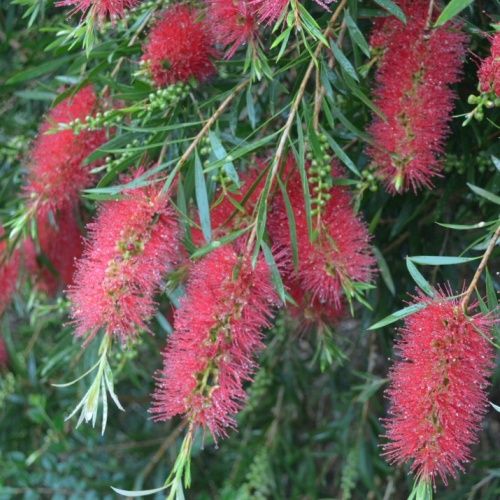 Callistemon Kings Park Special - 3.5Ltr