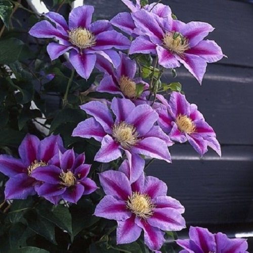Clematis Barbara Jackman - 3.5Ltr
