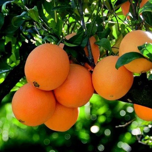 Orange Navelina - 4.7Ltr