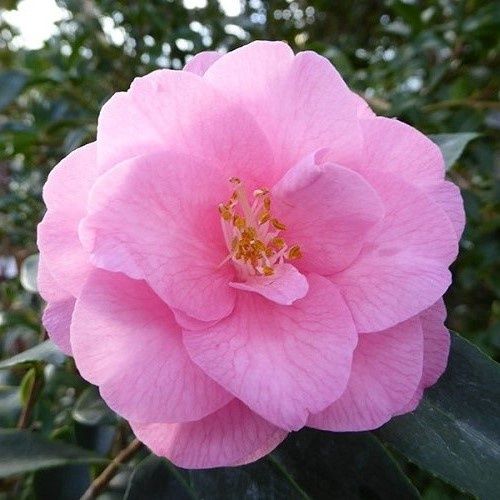 Camellia Spring Festival - 3.3Ltr(60/90)