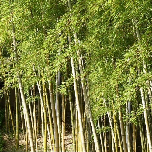 Phyllostachys edulis - pb40 (90/120)