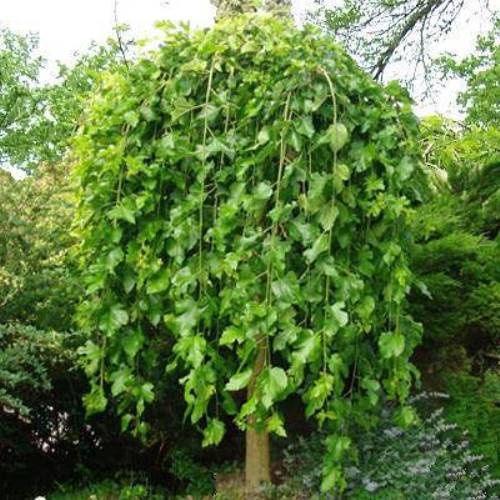 Morus a. Pendula, Weeping Mulberry - Pb40