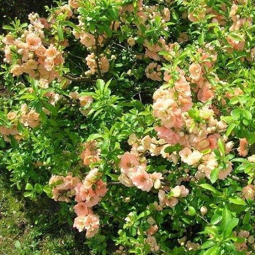 Chaenomeles Cameo, Japanese quince - 2Ltr (30/40)