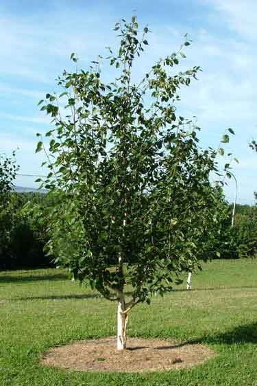 Betula Dazzler, White Himalayan Birch - Pb12