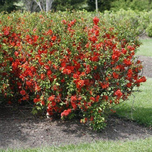 Chaenomeles Orange Storm, Flowering Quince - 2.5Ltr