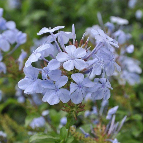 Plumbago auriculata - Pb6.5