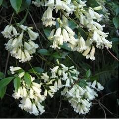 Pandorea pandorana, Wonga Wonga Vine - Pb6.5