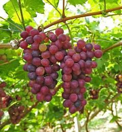 Grape Cardinal - Pb6.5