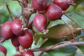 Malus Strathmore, Crabapple - Pb18