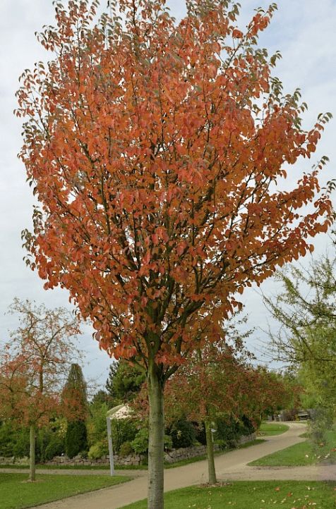 Malus tschonoskii, Upright Crabapple - Pb18