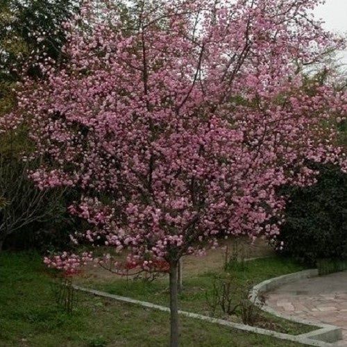 Malus h. Parkmanii, Crabapple - Pb18