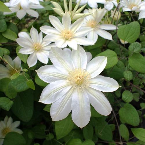 Clematis Wada's Primrose - 3.5Ltr