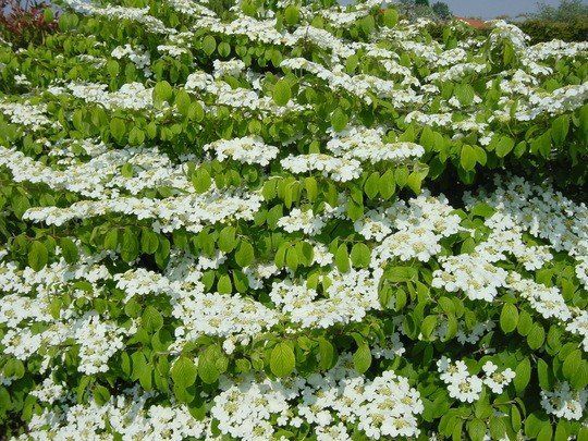 Viburnum plicatum Mariesii - Pb5/Pb6.5 (30/40)