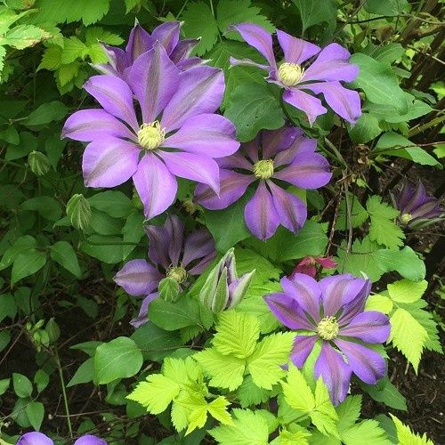 Clematis Mrs P. B. Truax - 3.5Ltr