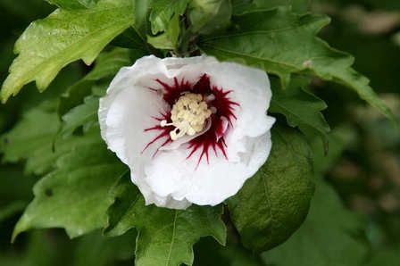 Hibiscus Flying Flag - Pb6.5 (30/40)