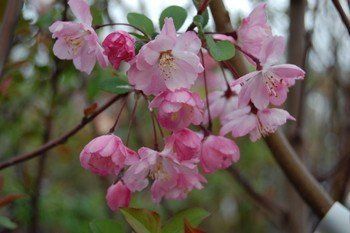 Malus arnoldiana, Arnold Crabapple - Pb18