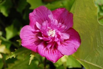 Hibiscus Leopoldii - Pb6.5 (30/40)