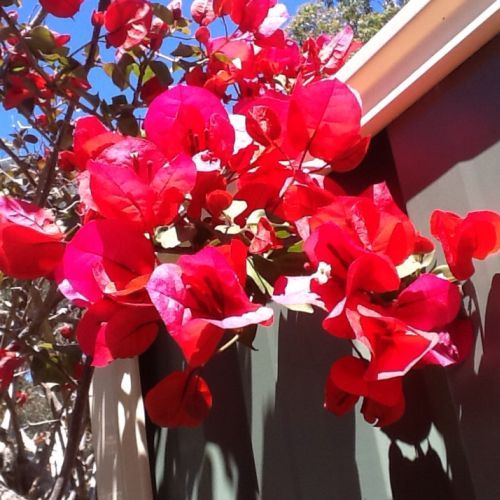 Bougainvillea Scarlet O'Hara - 2Ltr