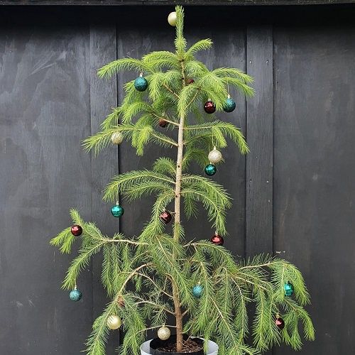 Picea smithiana, Live Spruce Christmas Tree - Pb18 (100/150)
