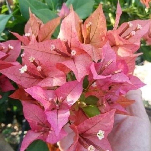 Bougainvillea Pedro - 2Ltr