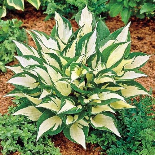 Hosta Loyalist - 2Ltr