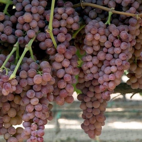 Grape Candy - 1.9Ltr