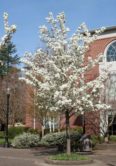 Pyrus c. Bradford - 35/45Ltr