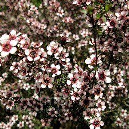 Leptospermum Kea, Manuka - Pb5 (30/100)