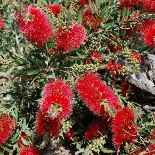 Callistemon Firebrand - Pb6.5