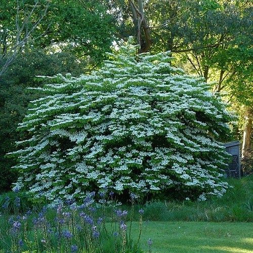 Viburnum plicatum Lanarth - Pb12