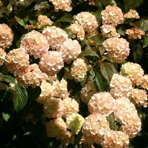 Viburnum plicatum Rosacea - Pb6.5