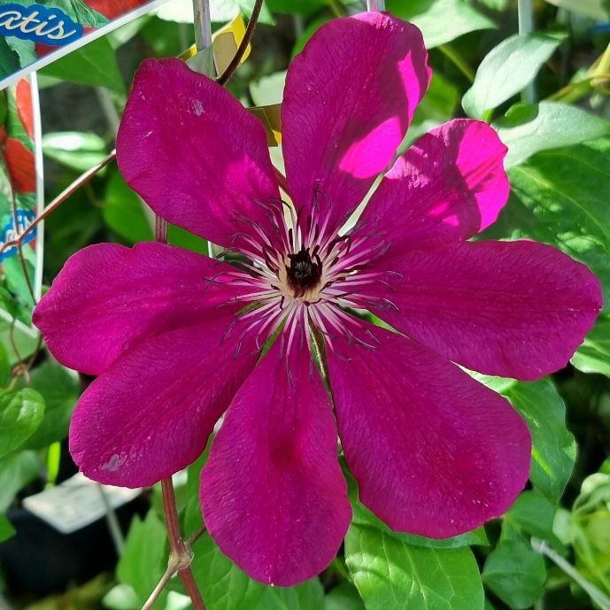 Clematis hybrid Alannah