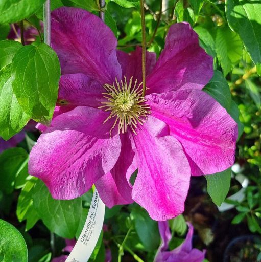 Clematis hybrid Sunset