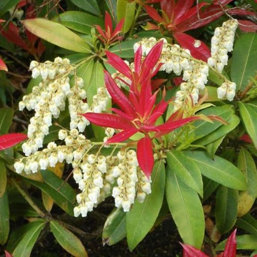 Pieris Wakehurst - 6Ltr (40/50)
