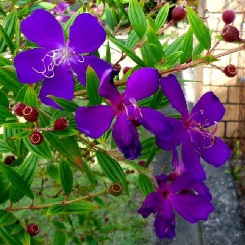 Tibouchina Carol Lyn - 2.5Ltr