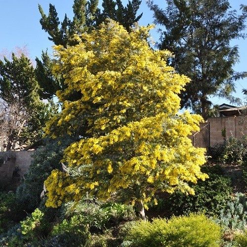 Acacia baileyana, Cootamundra Wattle