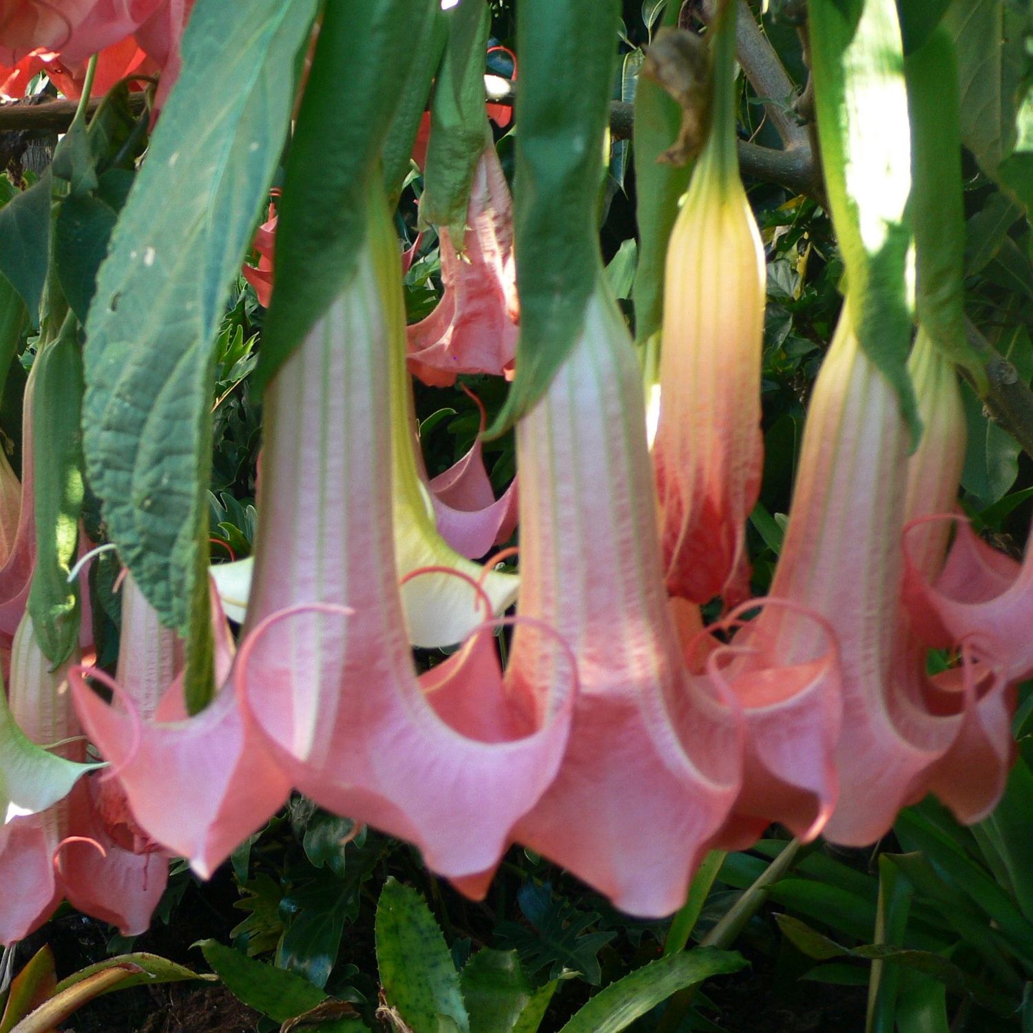 Brugmansia Kathy