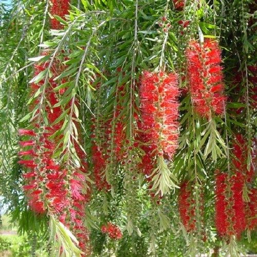 Callistemon Red Willow, Bottlebrush - 3.5Ltr (30/90)