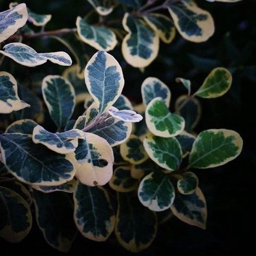 Feijoa Variegata - 45Ltr