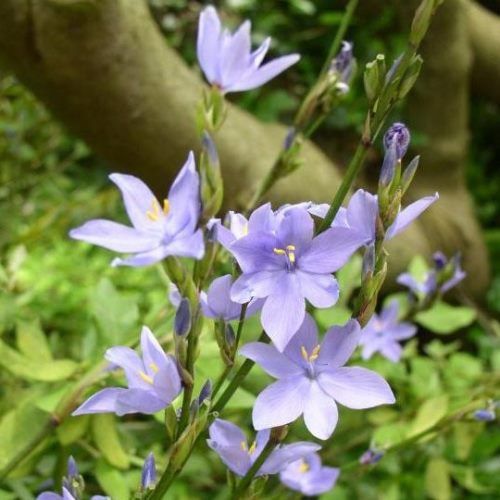 Orthrosanthus multiflorus, Morning Iris - Pb5