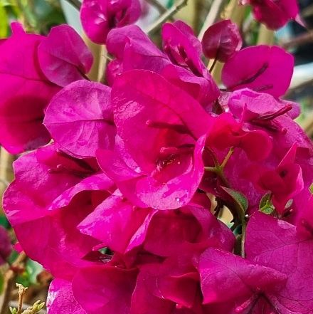 Bougainvillea Plum Duff