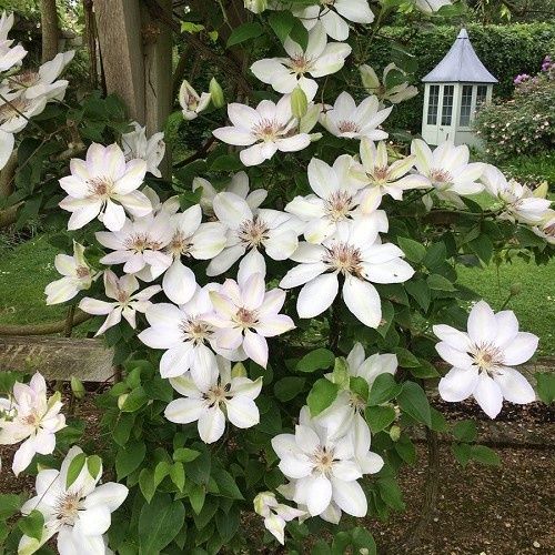 Clematis Henryi - 3.5Ltr