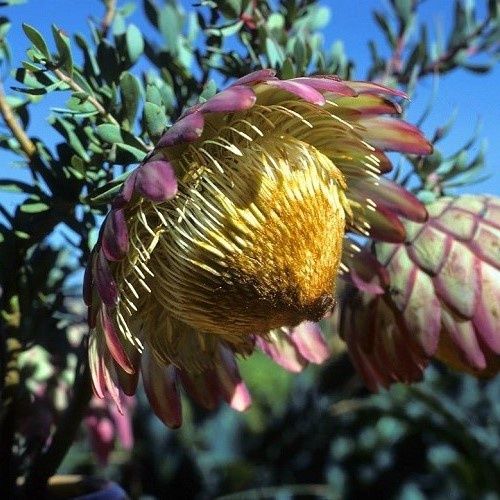 Protea sulphurea, Sulphur Sugarbush - 2.4Ltr/3.3Ltr