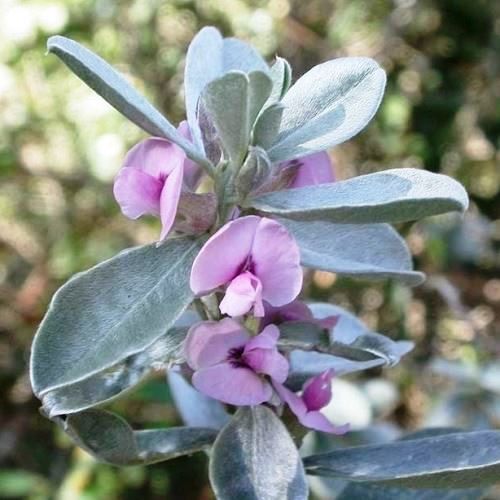 Podalyria sericea - Pb5/Pb6.5